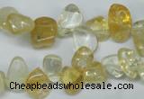 CCH312 15.5 inches 10*15mm citrine chips gemstone beads wholesale
