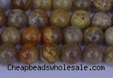 CFC201 15.5 inches 6mm round fossil coral beads wholesale