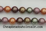 CSB312 15.5 inches 8mm round mixed color shell pearl beads